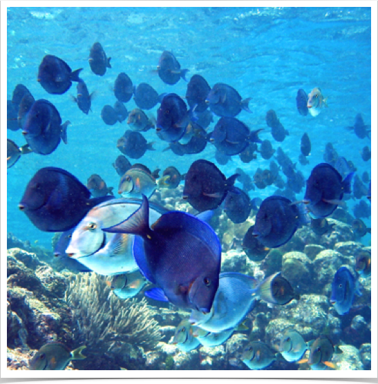 Schooling Blue Tang (Acanthurus coeruleus) - a surgeonfish. Schooling Blue Tang (Acanthurus coeruleus) - a surgeonfish.